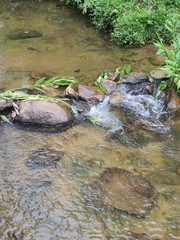 stream in the forest