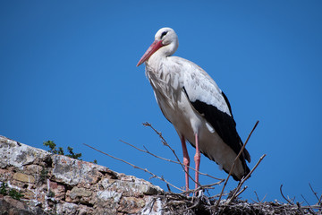 Storks in the Chellah necropolis complex, Rabat