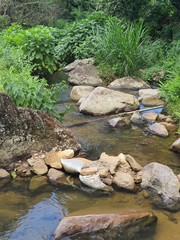 stream in forest