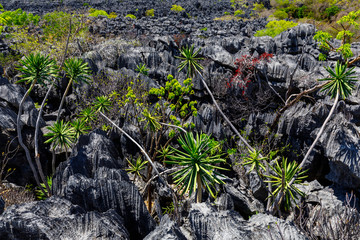 Plant life within limestone karst pinnacles at the Grey Tsingy at Ankarana, Madagascar