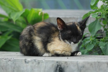 A brownish black cat that is still small close its eyes look like it is not healthy