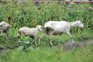 Fototapeta premium Sheep in field