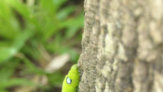 A green worm walks up to a tree.
