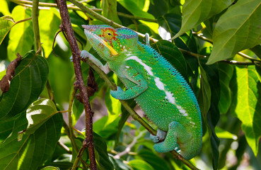 Wild Panther Chameleon on tropical Nosy Be island in Madagascar