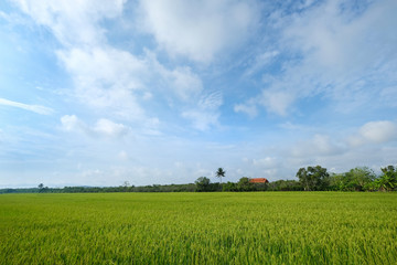 Urban paddy fields