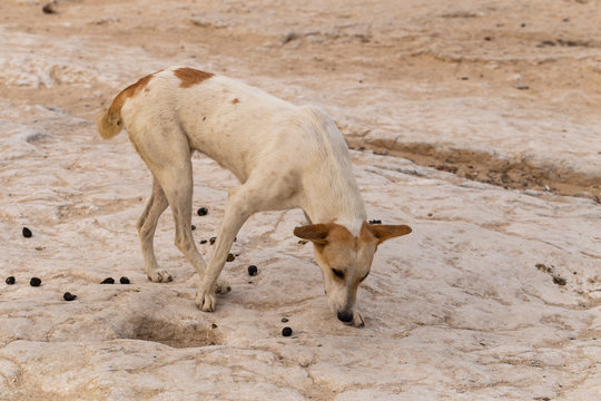  A stray dog eats camel dung. The animal's plight.