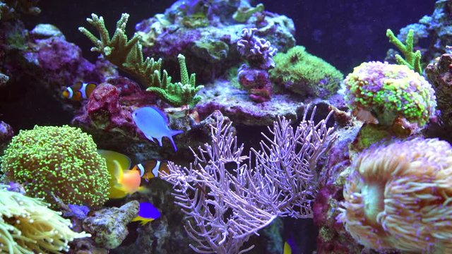 Colorful Marine Plants and Animals in the Marine Aquarium.