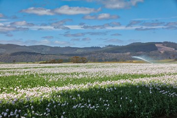 Fototapeta na wymiar Fields of White Poppies growing in Eastern Tasmania, Australia