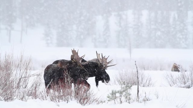 Bull moose in the snow in Yellowstone National Park.