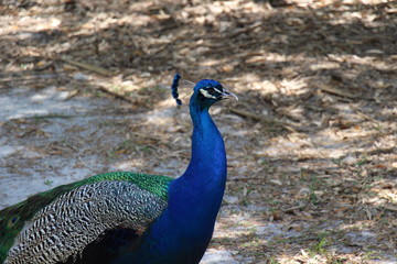 Obraz premium portrait of a peacock