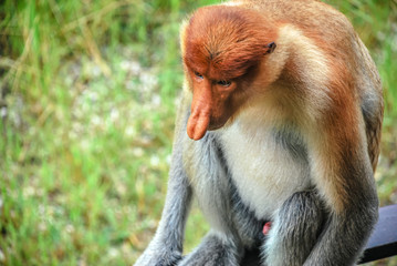 Proboscus Monkey in Labuk Bay Proboscis Monkey Sanctuary