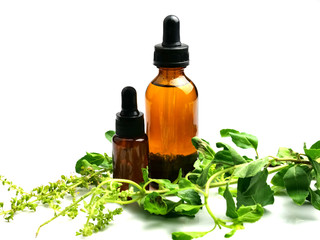 Basil leaves and essential oil in bottles, isolated on a white background, herbs, spas, medical.
