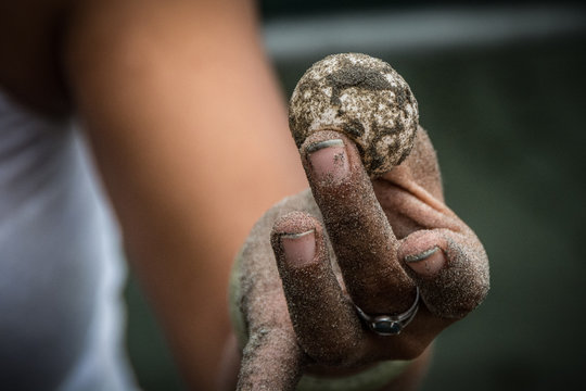 Turtle Eggs purchased from poachers - Tortuga Verde El Cuco El Salvador