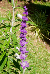 Fototapeta premium Salvia leucantha, a plant native to medicinal and abortive Mexico, its woolly flowers special feature, in Guatemala it has ornamental uses.