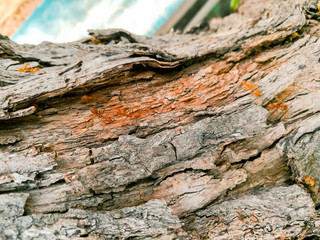 closeup and crop Bark Wood texture background