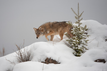 Fototapeta premium Lone Coyote on a snowy hillside