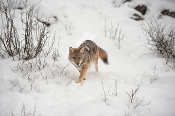 Lone Coyote on a snowy hillside