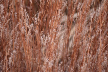 Textured Grass