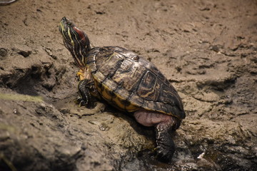 Turtle