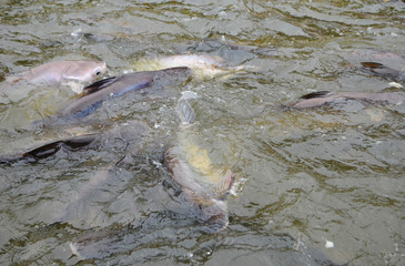 Fototapeta premium Feeding fish during a boat tour on the Chao Phraya river, Bangkok (Thailand). Big and hungry Thai carp.