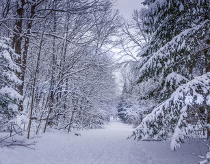 Walking into the peaceful wonder wonderland at the ravine Ottawa Canada