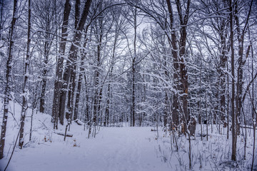 Walking into the peaceful wonder wonderland at the ravine Ottawa Canada