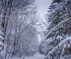Walking into the peaceful wonder wonderland at the ravine Ottawa Canada