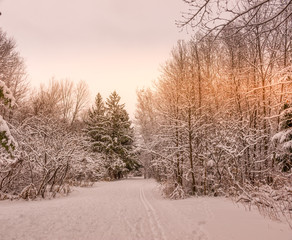 Walking into the peaceful wonder wonderland at the ravine Ottawa Canada