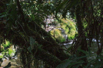 tropical forest