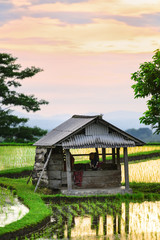 (Selective focus) Stunning view of a farmer hut's and a beautiful and colorful morning sky reflected in the rice fields. Jatiluwih rice terrace, Tabanan Regency, North Bali, Indonesia.