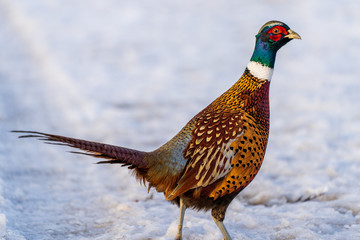 Pheasant walking in snow