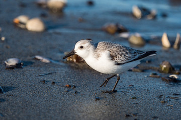 close up of one cute little sanderling walking on rocky shore line search for food 