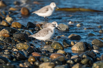 close up of few cute little sanderlings walking on rocky shore line search for food 