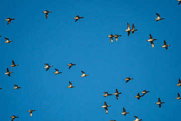big flock of ducks passing through the clear blue sky on a winter afternoon