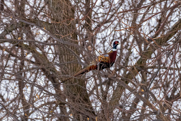 Pheasant in a tree