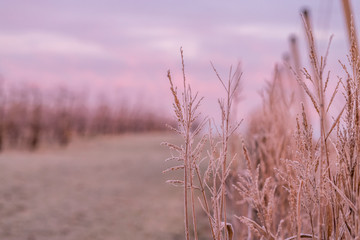 Fototapeta premium Gräser im Sonnenaufgang an einem Wintermorgen