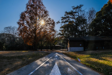road in autumn