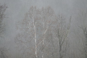 far sycamore in fog
