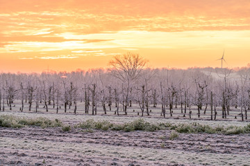 Sonnenaufgang über Obstfeldern im Winter