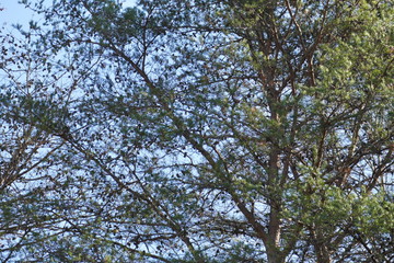 pine sky