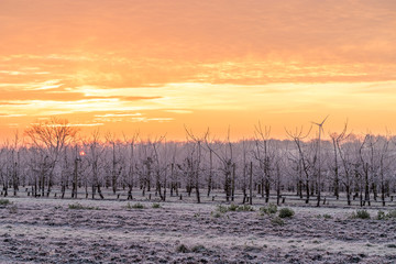 Sonnenaufgang über Obstfeldern im Winter