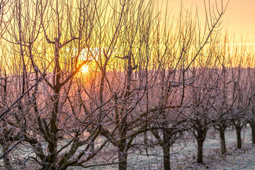 Sonnenaufgang über Obstfeldern im Winter