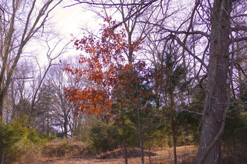 January oak and cedar