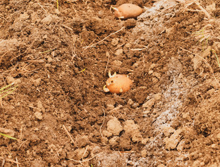Planting potatoes in the garden