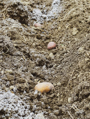 Planting potatoes in the garden
