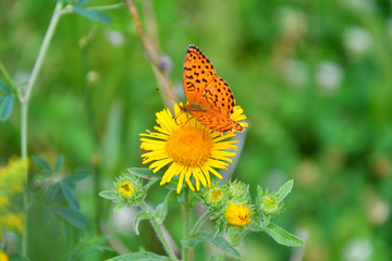 Butterfly on flower