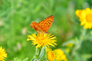 Butterfly on flower