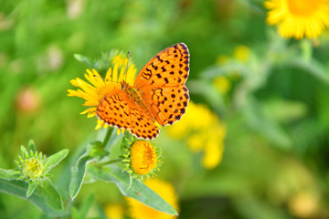 Butterfly on flower