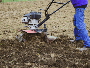 Planting potatoes under the walk-behind tractor