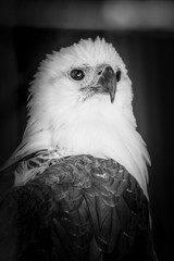 Gray fishing eagle closeup